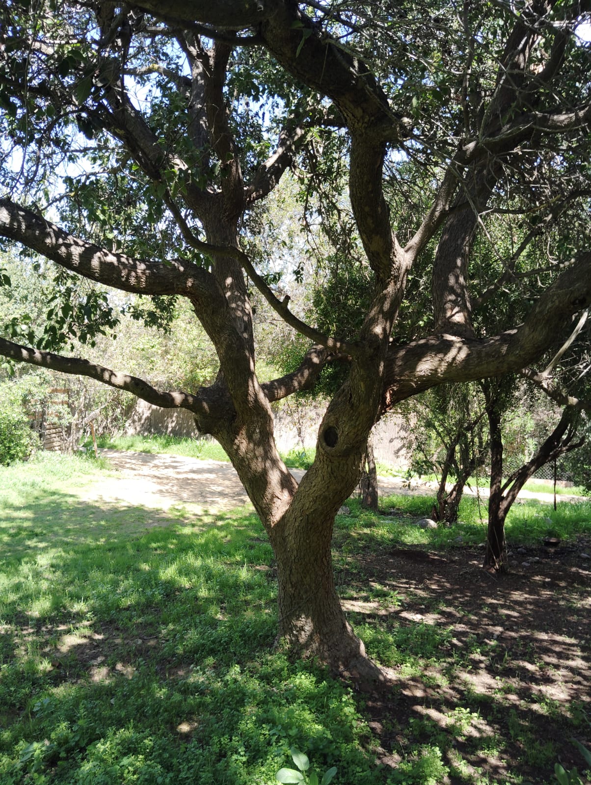 CASA DE CAMPO RAULIF